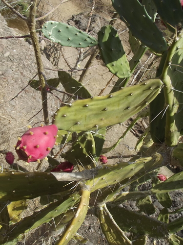 Opuntia karwinskiana