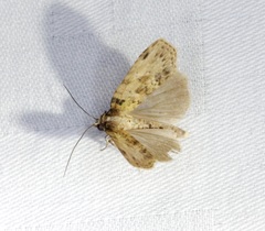 Sigmuncus arcuata