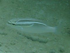 Scolopsis trilineata