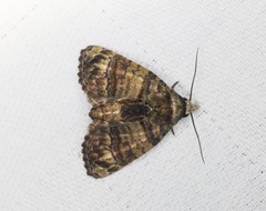 Chlumetia transversa