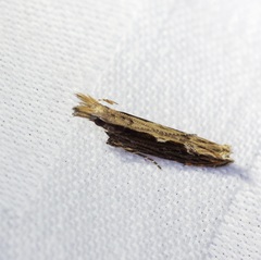 Hypatima spathota