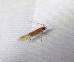 Labdia semicoccinea