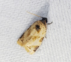 Neocalyptis liratana