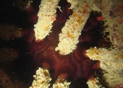 Phyllacanthus imperialis