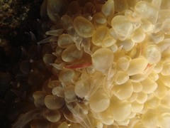 Physogyra lichtensteini