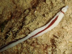 Baseodiscus hemprichii