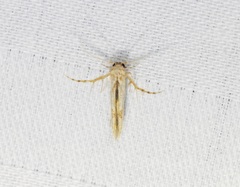 Stathmopoda stimulata