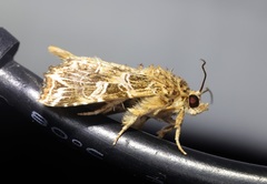 Callopistria exotica