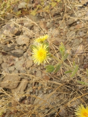 Mesembryanthemum nitidum