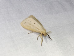 Laelia anamesa