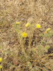 Mesembryanthemum nitidum