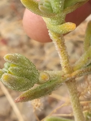 Mesembryanthemum nitidum