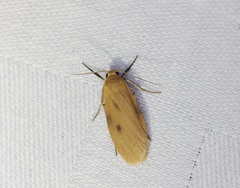 Paralithosia shaowuica