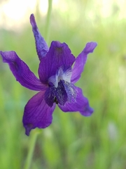 Delphinium patens
