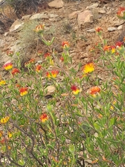 Drosanthemum bicolor