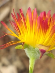 Drosanthemum bicolor