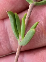 Drosanthemum bicolor