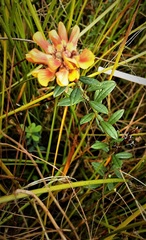 Pultenaea capitellata