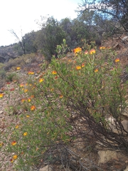 Drosanthemum bicolor
