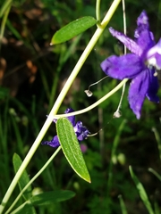 Delphinium patens