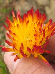 Drosanthemum bicolor