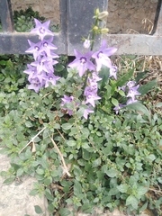 Campanula versicolor