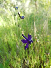 Delphinium patens