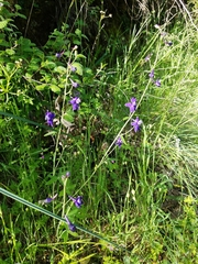 Delphinium patens