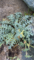 Glaucium flavum