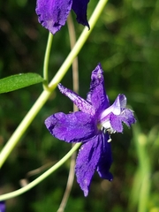 Delphinium patens