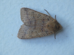 Agrochola pistacinoides