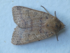 Agrochola pistacinoides