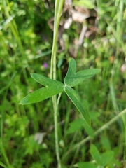 Delphinium patens