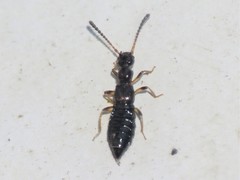 Apocellus