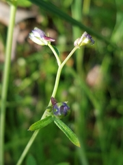 Delphinium patens
