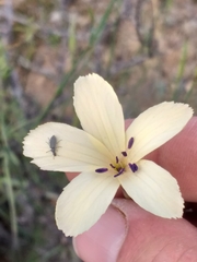 Dianthus caespitosus caespitosus