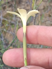 Dianthus caespitosus caespitosus