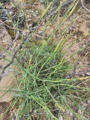 Dianthus caespitosus caespitosus