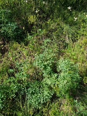 Lomatium californicum