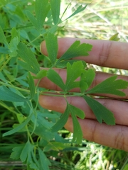 Lomatium californicum
