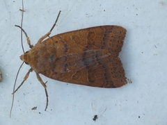 Agrochola pistacinoides