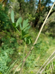 Lomatium californicum