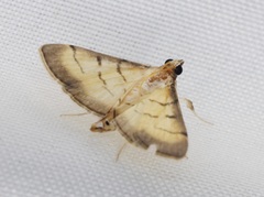 Marasmia