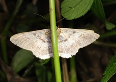 Ruttellerona pseudocessaria