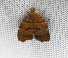 Choreutis achyrodes