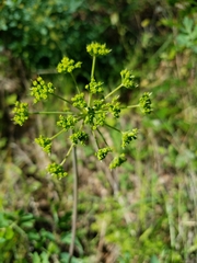 Lomatium californicum