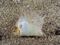 Pinctada imbricata