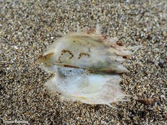 Pinctada imbricata