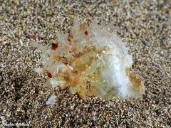 Pinctada imbricata