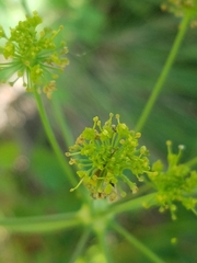 Lomatium californicum
